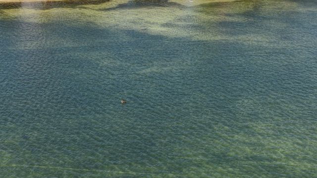 Birds - Panama City Beach 02