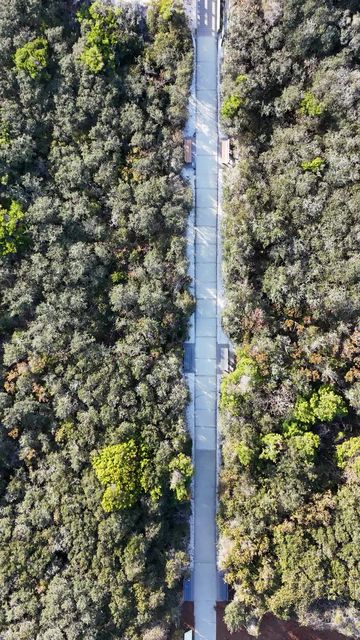 Phillips Inlet : Lupine Verical 09