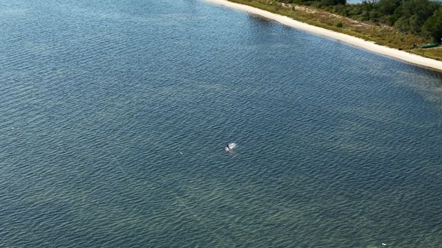 Birds - Panama City Beach 01
