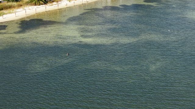Birds - Panama City Beach 03
